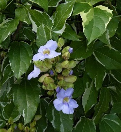Variegated Blue Sky Vine, Blue Trumpet Vine, Thunbergia grandiflora 'Variegata'